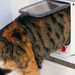 Install cat flap in door Fritwell