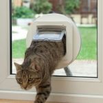 Local Cat Flap Fitter Witney